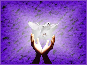 ON THE WINGS OF A WHITE DOVE, WHITE, BEAUTIFU, WINGS, BIRD, DOVE HD wallpaper