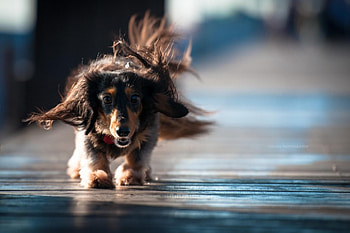Dog, sweet, dogs, puppies, cute, beautiful, playful, playful dog, puppy, dog face, pretty, animals, face, lovely HD wallpaper
