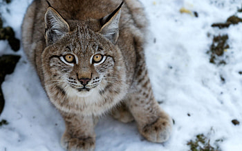 Animals, Snow, Iris, Sight, Opinion, Fright HD wallpaper