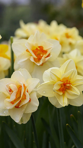 Daffodil, Flowers HD phone wallpaper