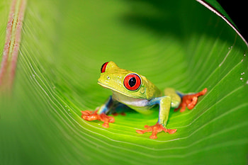 Fascinating wildlife, Vibrant red-eyed frog, Amazing nature, National Geographic HD wallpaper