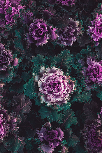 Plants, Nature, Leaves, Violet, Cabbage, Purple HD phone wallpaper