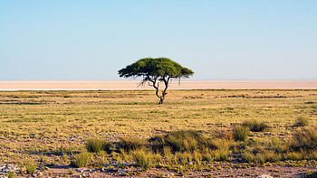 Africa, Beautiful background , Savannah chat landscape HD wallpaper