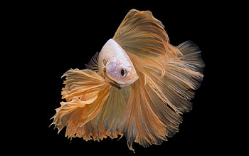 Fish, summer, black, exotic, orange HD wallpaper