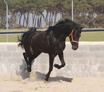 Andalusian, andalusian horse, horses, spanish horse, animals, iberian horse HD wallpaper