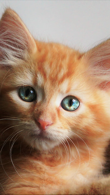 Adorable Kitten, baby animal, blue eyes, cute, kitten, Animal, cat, cute cat HD phone wallpaper