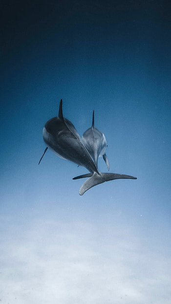 Dolphin, , Captivating screensavers, Mobile backgrounds HD phone wallpaper