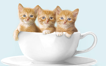 Animals, Sit, Cup, Three, Kittens HD wallpaper