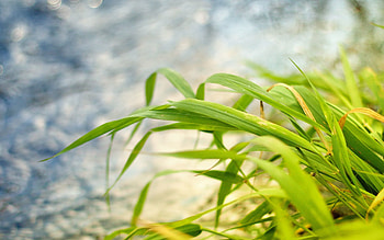 Grass, Macro, Earth, Land, Wind, Bend HD wallpaper