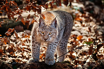 Animals, Autumn, Iris, Cat, Foliage HD wallpaper