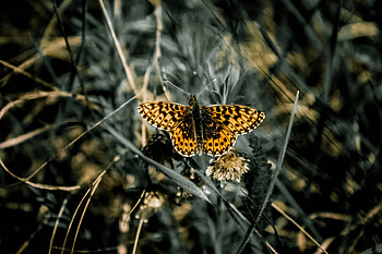 Grass, Patterns, Macro, Butterfly, Wings HD wallpaper