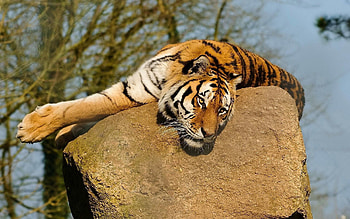 Animals, Rock, To Lie Down, Lie, Stone, Tiger, Bask HD wallpaper
