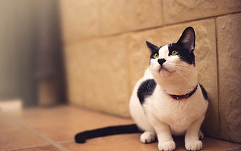 Animals, Cat, Spotted, Spotty, Blur, Smooth HD wallpaper