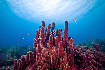 Slimy microbes discovery, Coral reef health guardians, MIT News' revelation, Microscopic wonders HD wallpaper