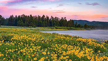 Yellow of spring, Idaho east, Arrowleaf Balsam Root, blossoms, trees, landscape, flowers, forest, sunset, lake, usa HD wallpaper