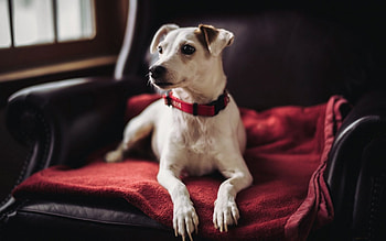 * Dog *, dog, animal, dogs, animals HD wallpaper