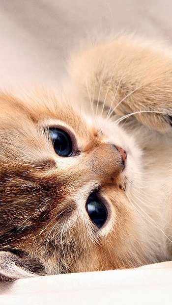 Cute Baby Cat, Cute, Kitten, Cat HD phone wallpaper