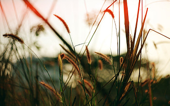 Close Fields, nature, fields HD wallpaper