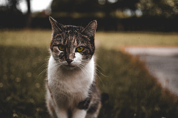 Animals, Cat, Muzzle, Spotted, Spotty, Is Sitting, Sits HD wallpaper