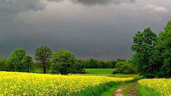 Landscape, Nature, Fields HD wallpaper