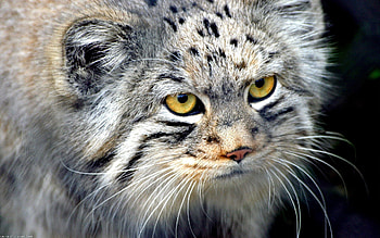 Animals, Muzzle, Pallas' Cat, Manul, Wool, Fur HD wallpaper
