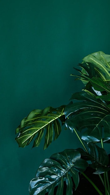 Green Aesthetic, Green HD phone wallpaper