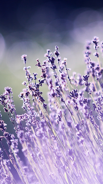 lavender flowers, Nature's beauty, resolution HD phone wallpaper