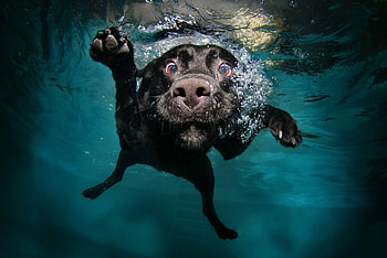 Underwater, Labrador Retriever HD wallpaper