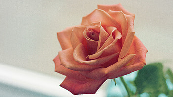 rose, Ultra high definition, Stunning clarity, Visual delight HD wallpaper