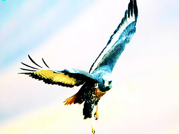 The hunt, natural, wild, bird, predatory HD wallpaper