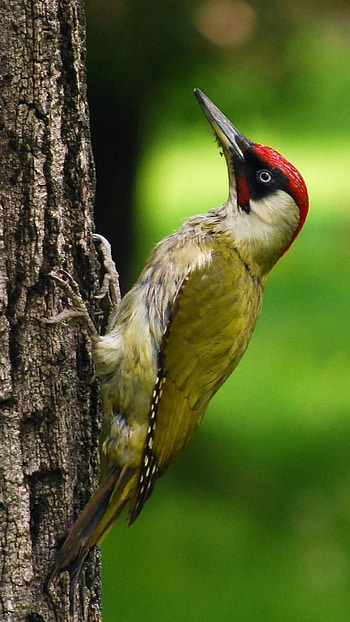 Woodpecker, Cute HD phone wallpaper