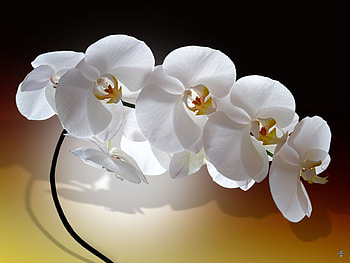 Phalaenopsis, nature, flowers HD wallpaper
