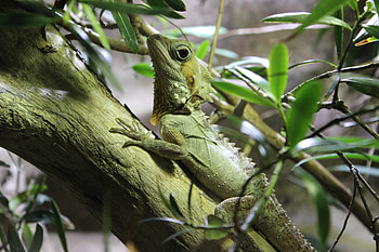 Animals, Branches, Lizard, Reptile, Climb HD wallpaper