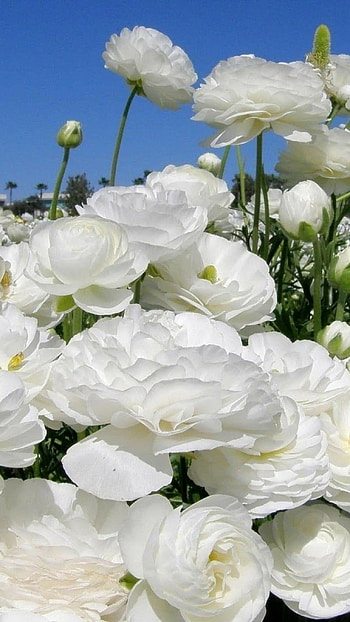White Flowers, Adorable Flowers HD phone wallpaper