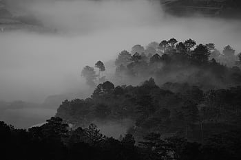 Explore this black and white of a misty forest, capturing atmospheric fog and serene nature. HD wallpaper