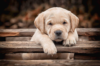 Puppy, animal, dog, cute, golden retriever, paw, caine HD wallpaper
