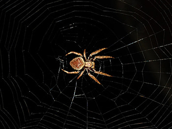 Spider in Web, cool, web, spider HD wallpaper