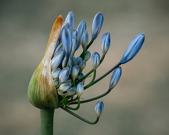 Macro of blue Agapanthus buds blooming, showcasing nature's beauty in Sydney garden. HD wallpaper