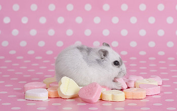 Cute hamster, Adorable pet, Christopher Peltier, Animal lover HD wallpaper