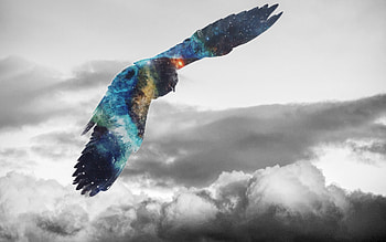 Golden Eagle Flying Galaxy hop, golden-eagle, eagle, birds, graphy, sky, monochrome, hop, black-and-white HD wallpaper
