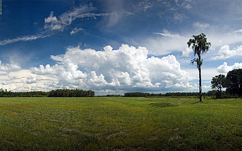 Nature, Wood, Forest, Tree, Field, Pasture, Expanse, Open Spaces HD wallpaper