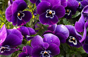 Flowers, Pansies, Close-Up, Flower Bed, Flowerbed HD wallpaper