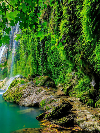 Tropical forest backdrop, , Nature's tranquility, Breathtaking scene HD phone wallpaper