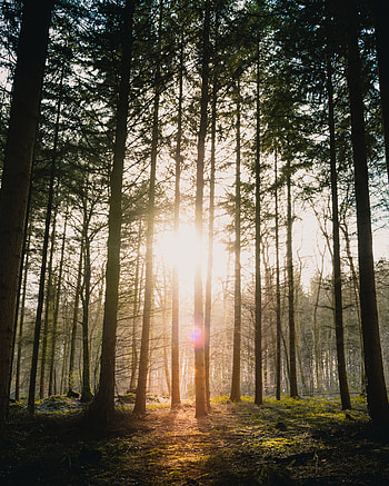 Nature, Trees, Sun, Glare, Bright, Beams, Rays, Forest, Blinding HD phone wallpaper