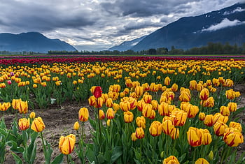 Colorful tulip fields under dramatic skies with mountains in Agassiz, BC, Canada. HD wallpaper