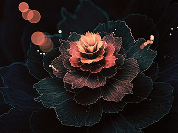 Fractal Rose, rose, abstract, art, flowers, fractal HD wallpaper