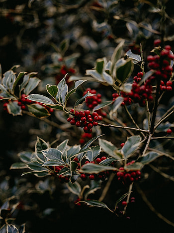 Nature, Berries, Plant, Rowan HD phone wallpaper