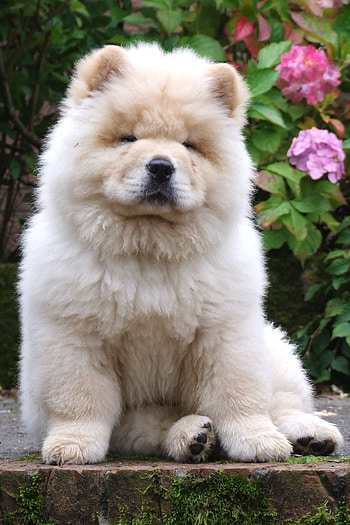 Chow Chow, Dogs, Puppy, Chow Chow HD phone wallpaper