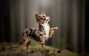 Chihuahua dogs, Beautiful backgrounds, Lovely pets, Delightful companions HD wallpaper