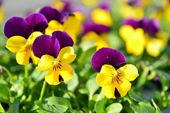 pretty, , purple, flowers, yellow HD wallpaper